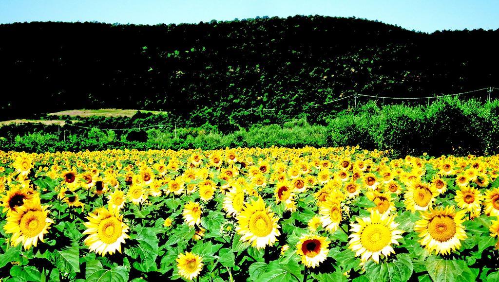 Azienda Agrituristica I Tre Casali Magione Exteriör bild